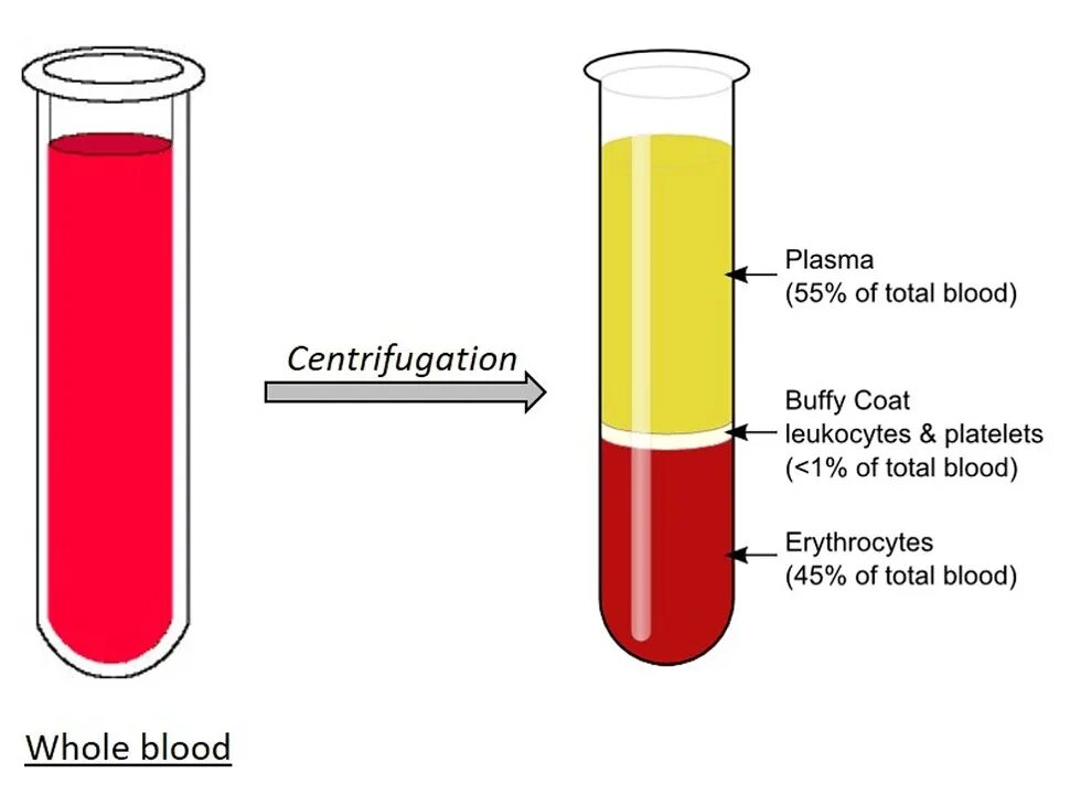 Плазма это кровь. Плазма крови. Blood Plasma. Плазма крови на белом фоне. Состав плазмы крови.