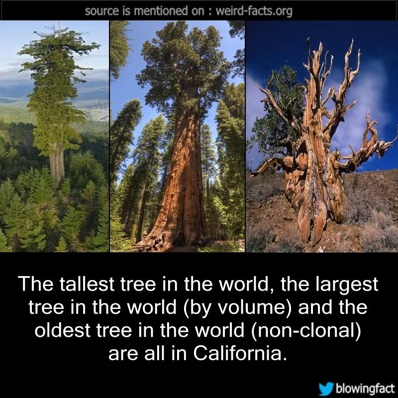 These are tall trees. The tallest tree in the world. the oldest tree in the world. tall tree &amp; the eye. the biggest trees national geographic photo.