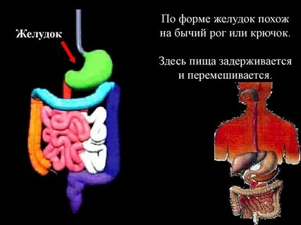 Какое пищеварение происходит в желудке
