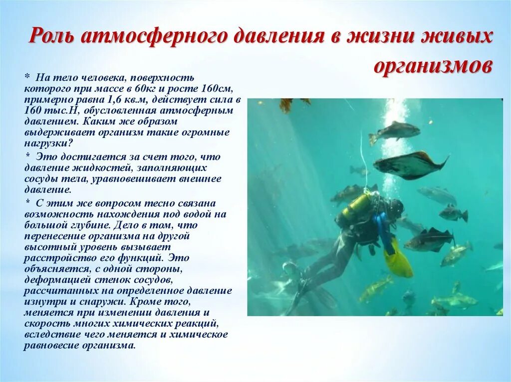 Проявление давления в природе. Роль давления в жизни человека. Роль атмосферного давления в жизни человека. Роль атмосферного давления в жизни живых организмов. Влияние атмосферного давления на живые организмы.