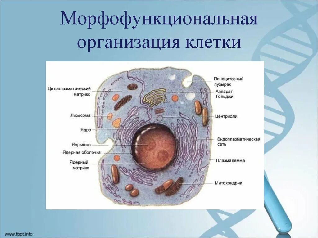 Общая организация клетки