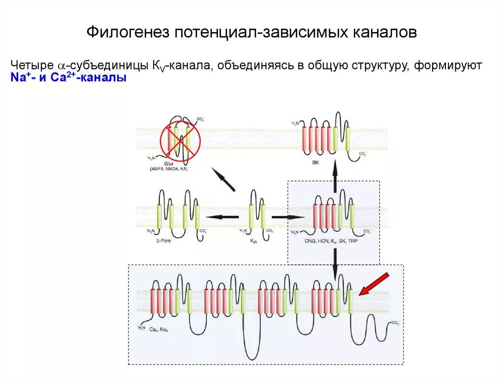 Потенциал зависимые каналы строение. Калиевые потенциал зависимые каналы. Потенциал зависимые натриевые каналы. Субъединицы калиевого канала. Канал 4 канала четыре канала четыре