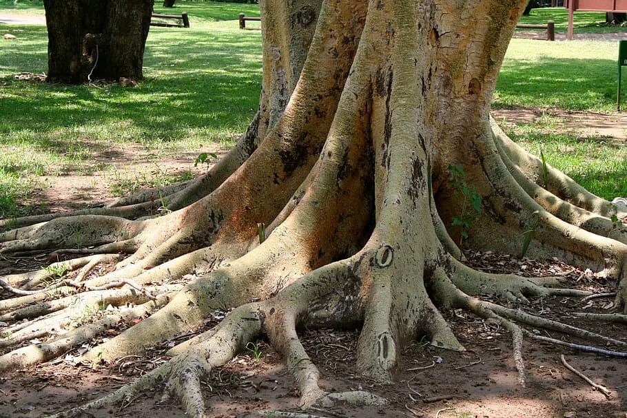 Tree roots