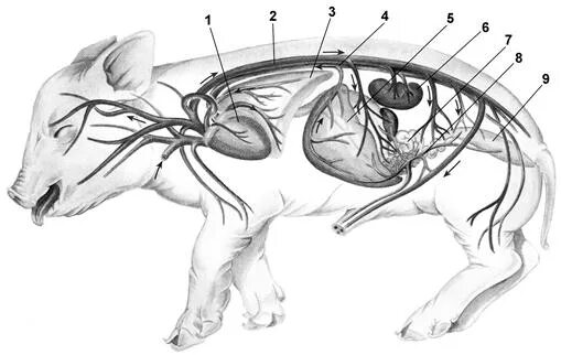 Анатомия свиньи кровеносная система. Поросенка яремная Вена. Кровеносная система поросенка. Анатомия свиньи нервная система.