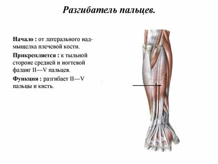 Разгибатели кисти