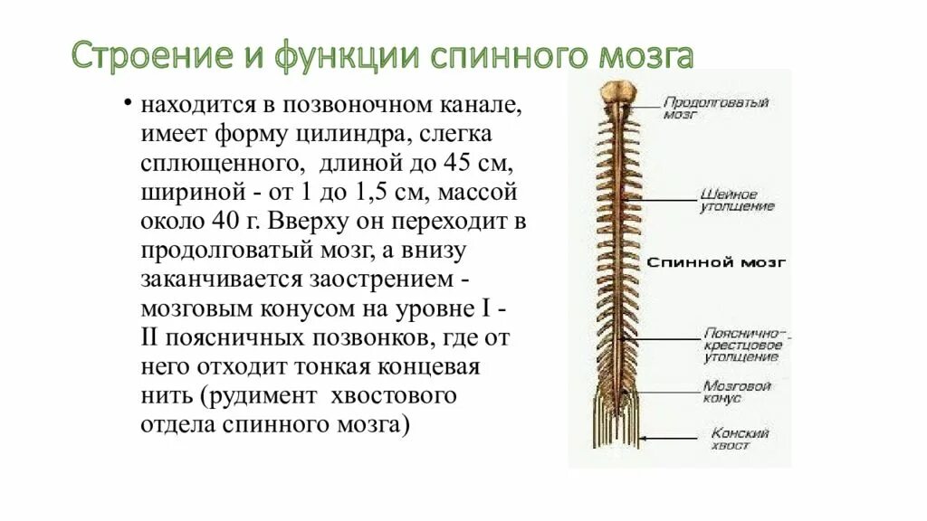 Какие 2 функции выполняет спинной мозг. Строение и функции спинного мозга 8 класс. Строение и функции спинного мозга 8 класс биология. Строение и функции спинного мозга мозга таблица. Строение нервной системы человека спинной мозг.