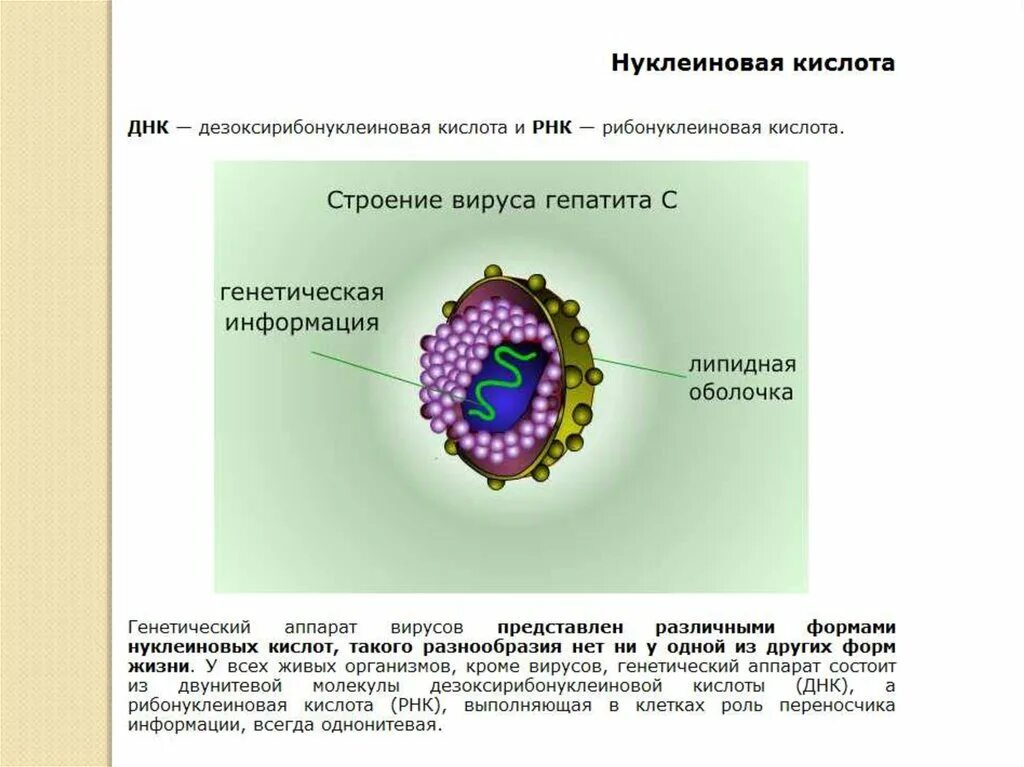 Вирус генетическое строение. Строение нуклеиновых кислот вирусов. Генетика вирусов. Строение вирусов.. Наследственный аппарат вирусов. Нуклеотид вируса