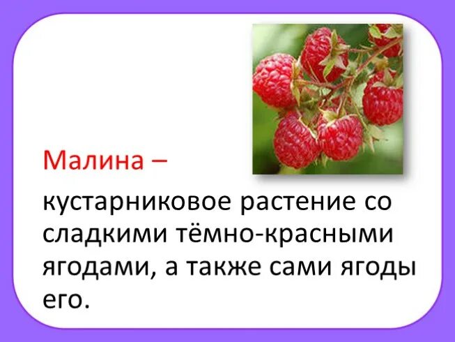 Прочитай слово ягода. Предложение про ягоды. Предложение о Малине. Слово малина. Малина текст для 3 класса.