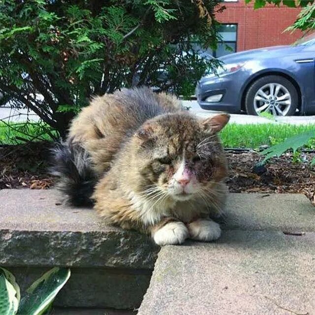 Коты и кошки на улице. Бездомные кошки. уличные коты. уличный котенок. уродливый уличный кот.