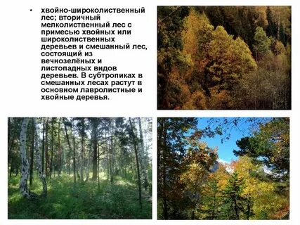 Хвойно широколиственные леса растения