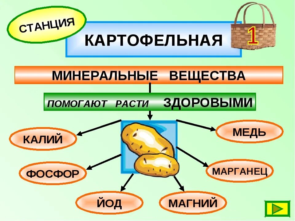 Польза картошки. Польза картошки