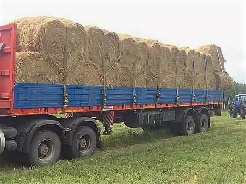 Рулоновоз мтз. Перевозим сено. 1 погрузка рулонов сена на камазы. Перевозим сено. Газ 53 везëьт тюки.