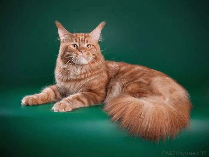 Мейн куны рязани. Мейн кун магнитогорск. Мраморный кот мейн кун. Котята мейн куна. Мейн кун котята серебро.