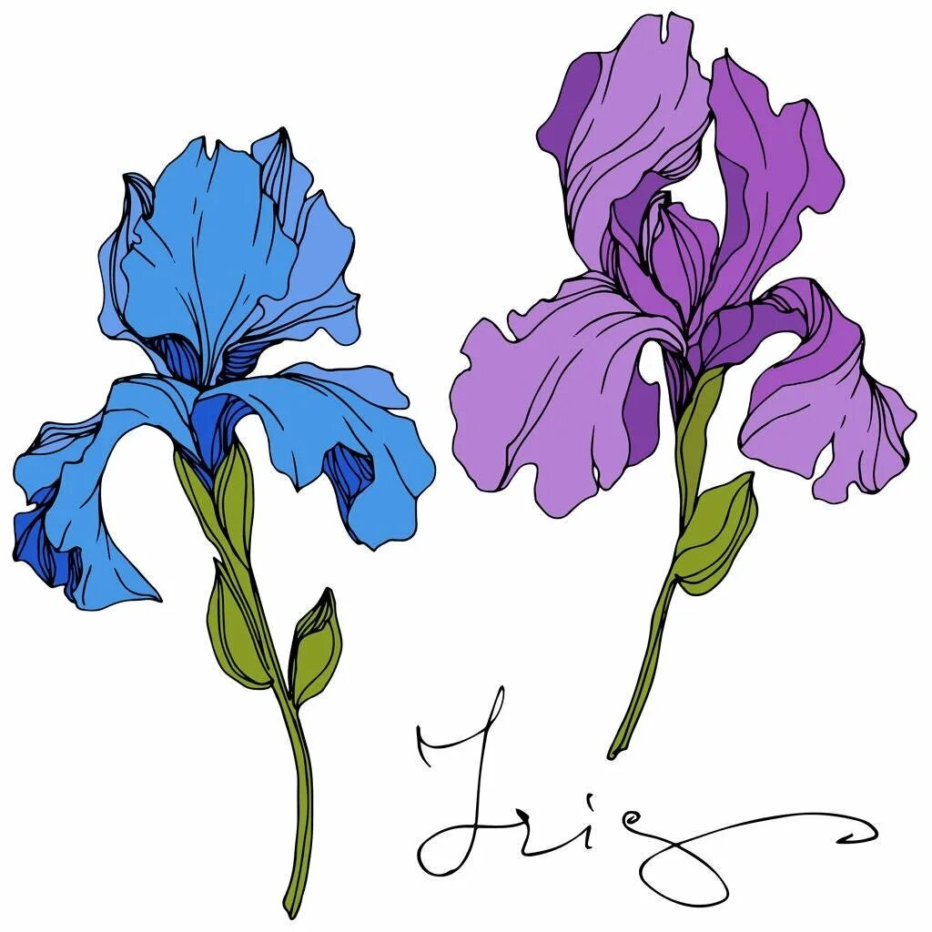Iris x graphics