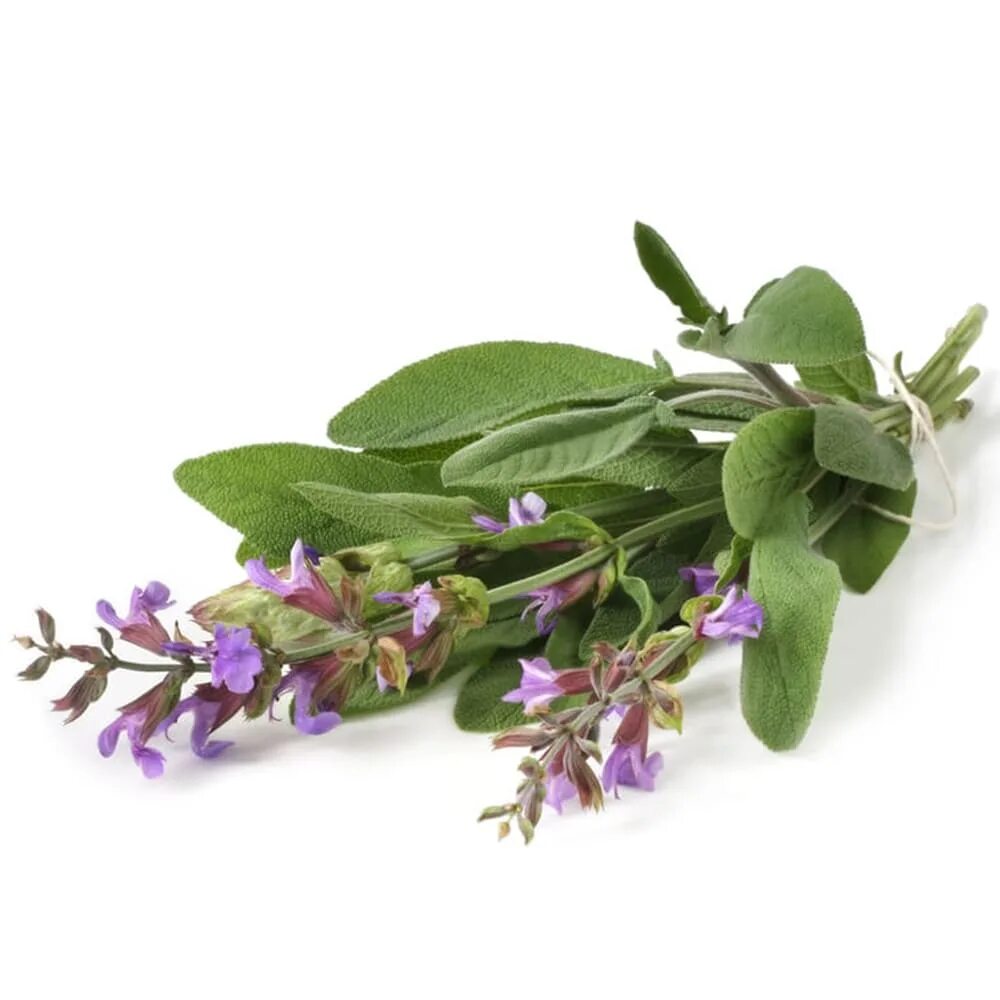 Salvia extract
