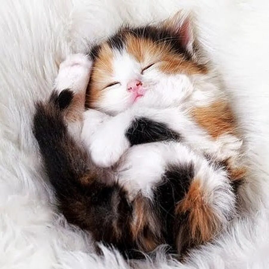 Картинки милые с котиками доброе. Спящие котята. Милые коты. Доброе утро котенок. Милые спящие котики.