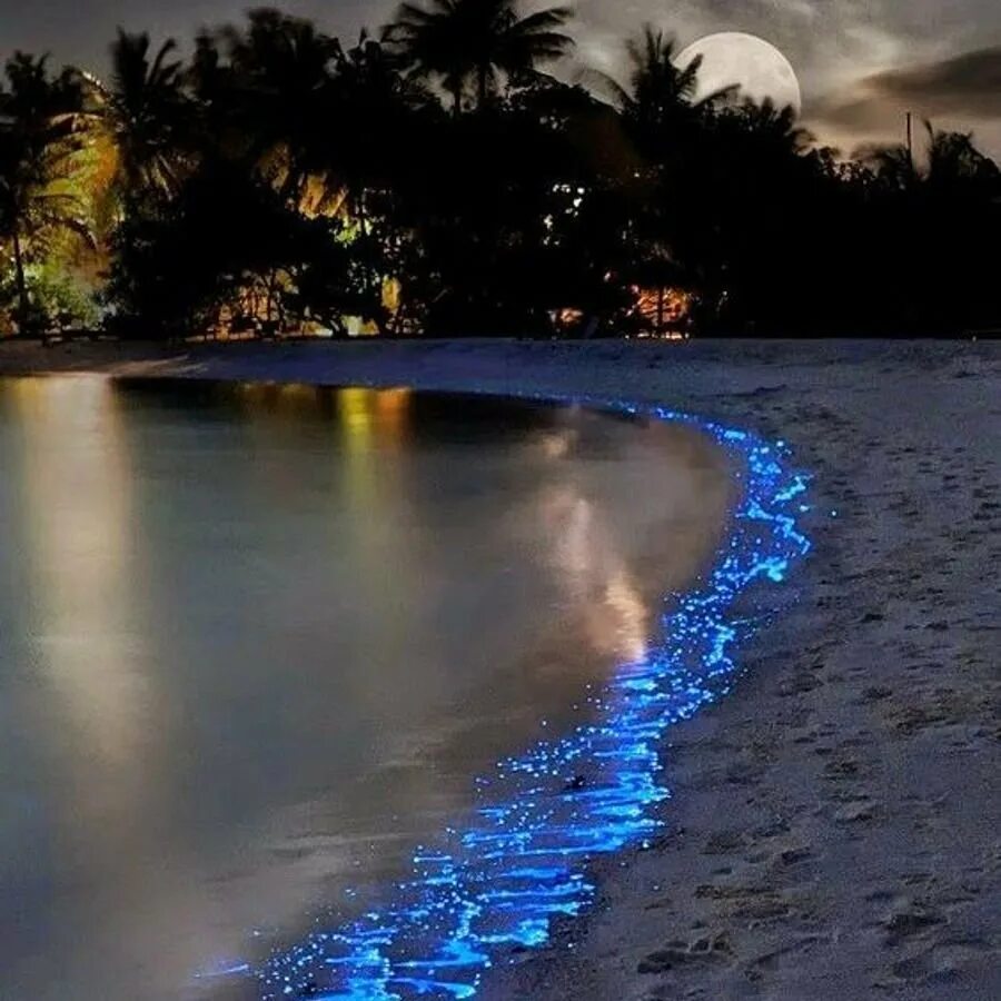 Остров Ваадху Мальдивы. Мальдивы острова Ваадху Мальдивы. Остров Ваадху, Мальдивы. Планктон. Пляж Ваадху Мальдивы. Море которое светится