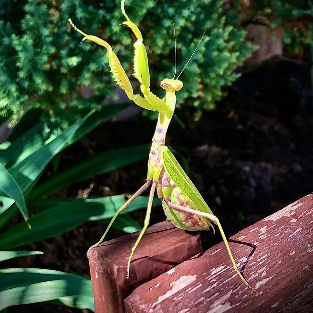 Богомол реальная история. Статилия богомол. Богомол реальная история. Богомолы мантис зелёный. Самка богомола ест самца.