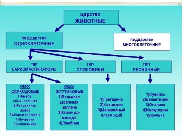 Царства в биологии 7 класс