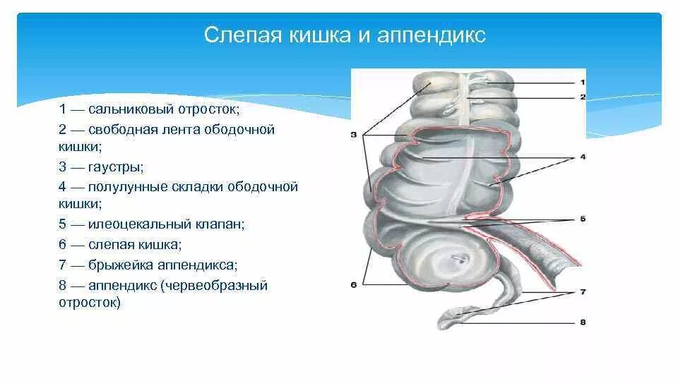 Характеристика слепой кишки. Строение слепой кишки анатомия. Слепая кишка и аппендикс анатомия. Слепая кишка и червеобразный отросток. Слепая кишка анатомия строение.