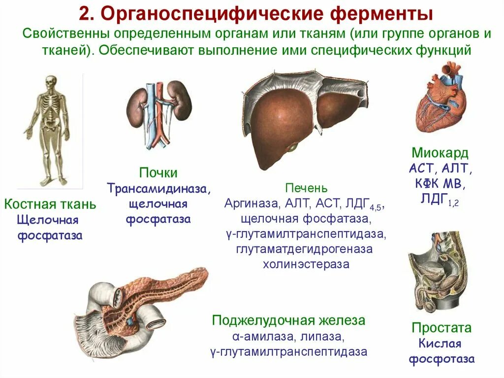 Ферменты помогающие печени. Органоспецифические ферменты биохимия. Различия ферментативного состава органов и тканей. Органоспецифические ферменты печени. Органоспецифическим ферментом печени является:.