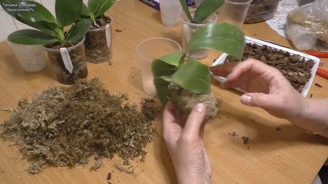 Д4 пересадки. Сгнила точка роста у фиалки. Орхидея плейоне- посаженная Бульба с корнями и новыми ростами. С чем смешать триферн для орхидей.