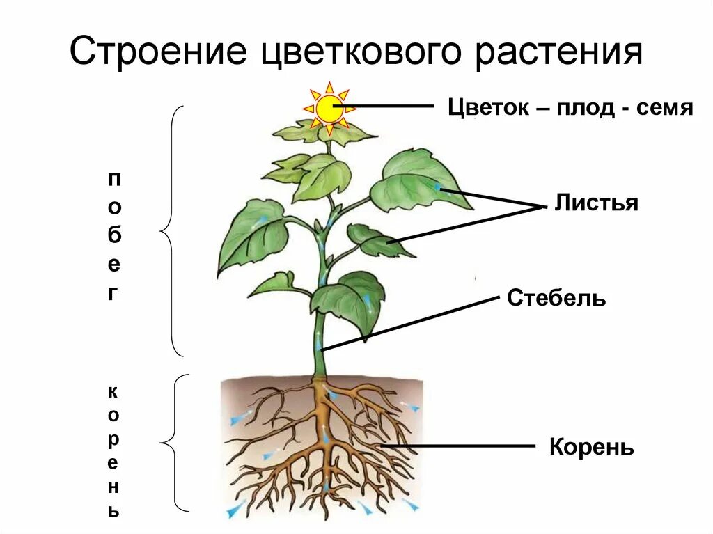 Строение растения рисунок с подписями