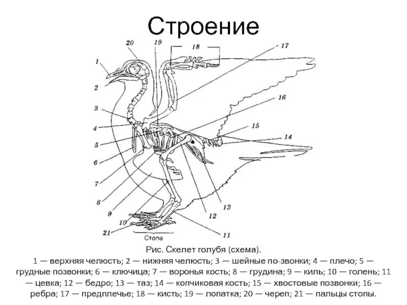 Тест по биологии 7 класс строение птиц. Строение скелета сизого голубя. Строение скелета птицы голубя. Скелет сизого голубя биология 7. Отделы скелета сизого голубя.