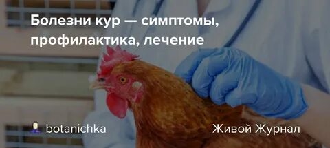 Можно ли от курицы заразиться