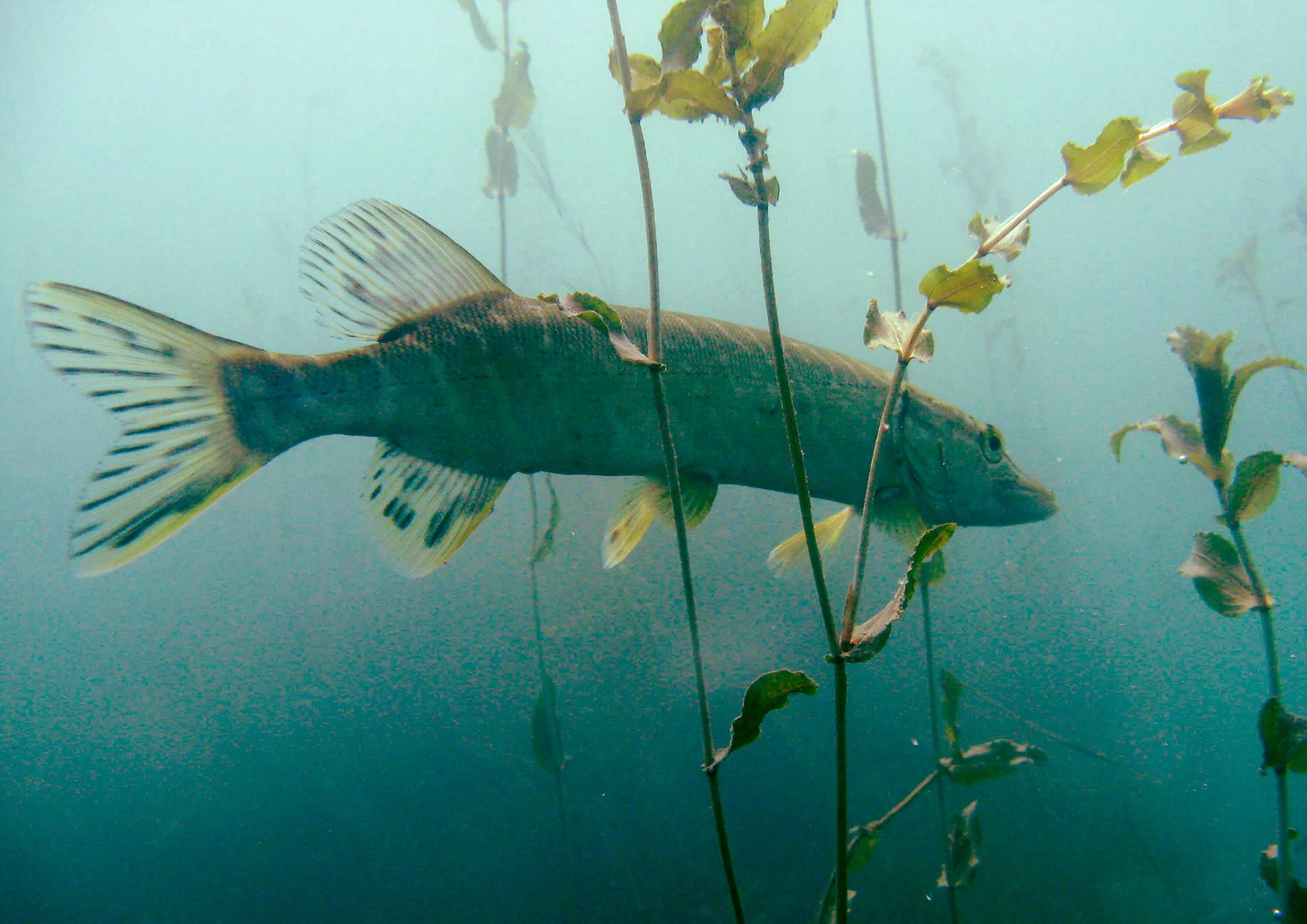 Щука в мутной воде. Щука под водой. Самая крупная рыба Онежского озера. Рыбы и водных беспозвоночных Онежского озера. Подводные насекомые Онежского озера.