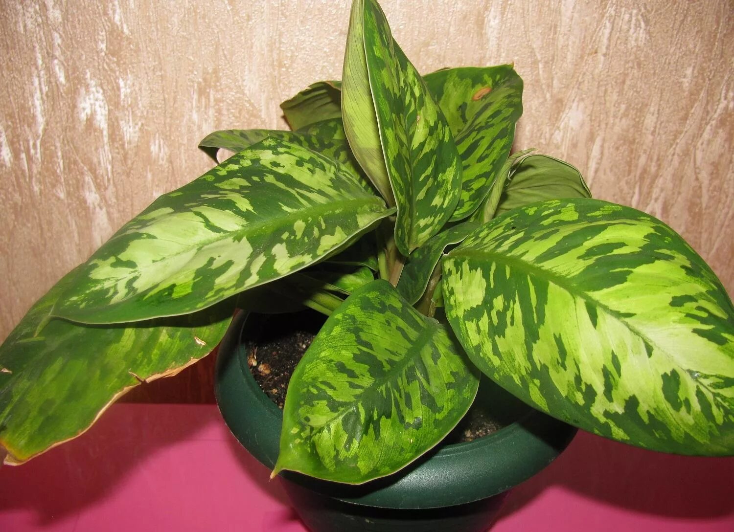 Хомаломена цветок. Хомаломена рубенс мэгги. Хомаломена камуфляж. Хомаломена рубесценс мэгги. Хомаломена уоллеса homalomena wallisii.