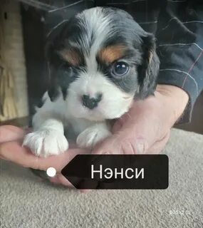 Спокойно 20