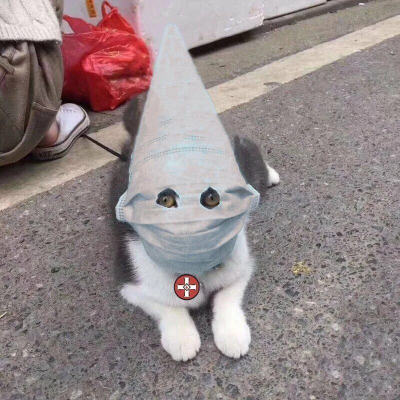 Кот под маской. Маска кота. кот в медицинской маске. коты в масках. смешные коты в маске.