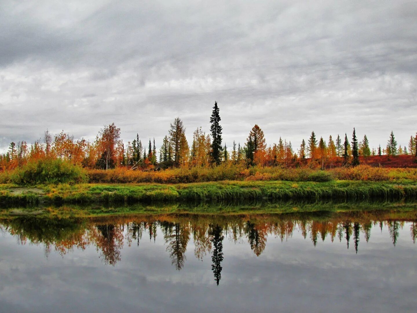 Река пур. ЯНАО Тайга. Река Пур на Ямале. Осень на Ямале. Фон природа Ямала.