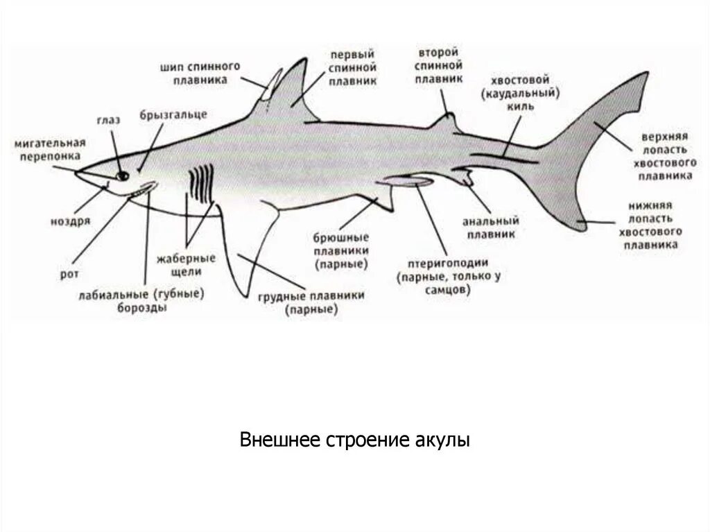 Хрящевые рыбы тело акулы вид сбоку. Плавники акулы анатомия. Наружное строение хрящевых рыб. Внутреннее строение акулы.
