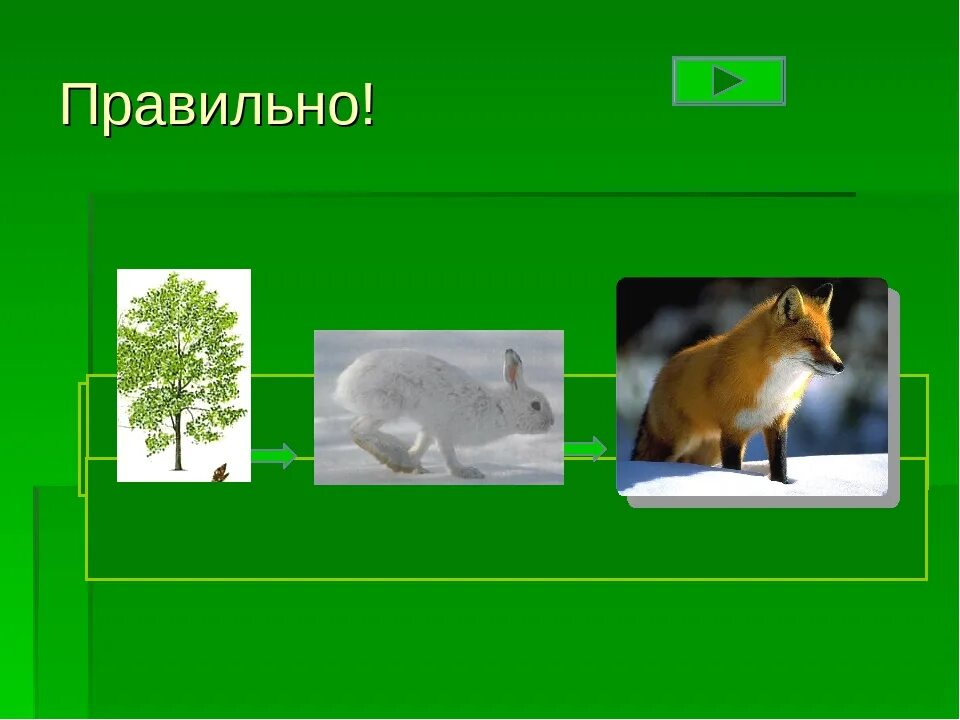 Осина трава заяц волк Рысь природная зона.