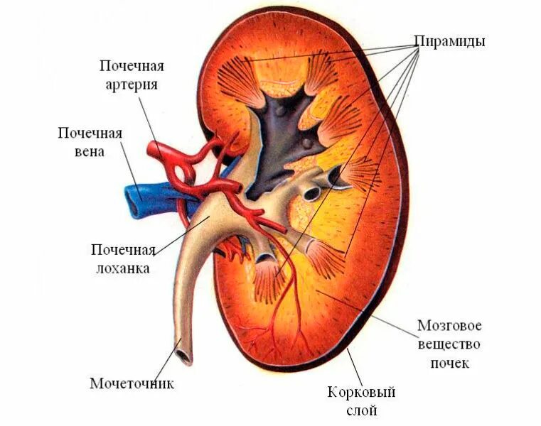 внутренне строение почки анатомия. наружное строение почки. внутреннее строение почки человека. строение почки почечная лоханка. схема анатомического строения почки.