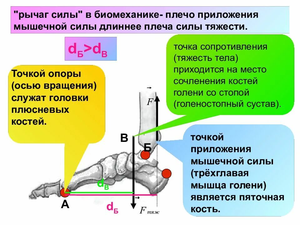 Какое действие на рычаг силы. Рычаг 3 рода в биомеханике. Рычаг 2 рода в биомеханике. Рычаг силы в биомеханике. Рычаг 1 рода в биомеханике.