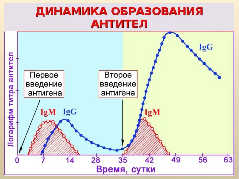 Через какое время вырабатывается