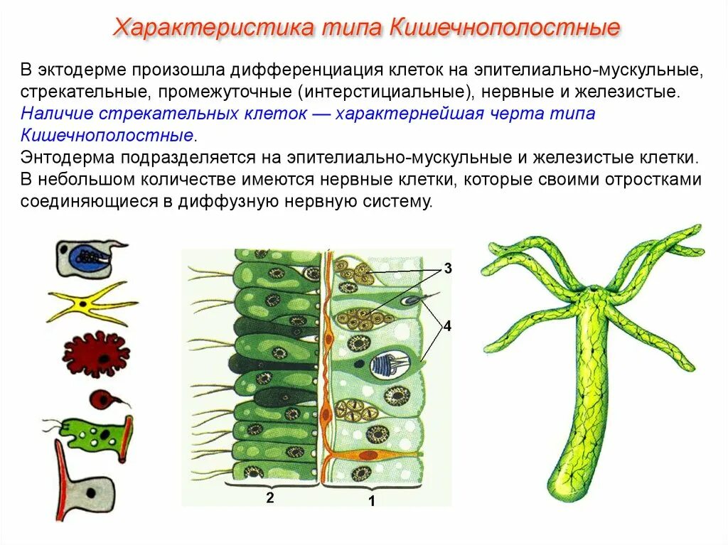 Какие клетки у кишечнополостных обеспечивают процесс регенерации. Дифференцировка клеток у кишечнополостных. Эпителиально-мускульные Кишечнополостные. Клетки эктодермы кишечнополостных таблица. Строение клеток эктодермы кишечнополостных.