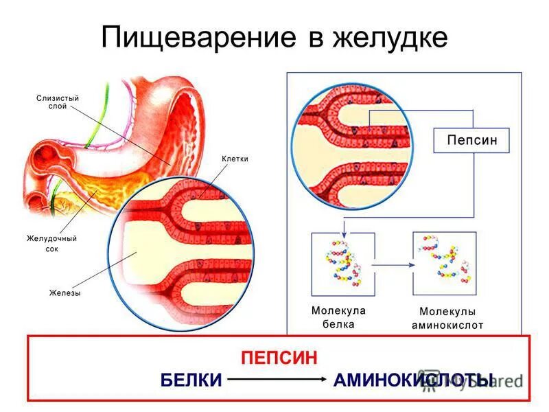 ) протеолитические фермен. Фермент пепсин функция. Пепсин. Ферменты желудочного сока пепсин. Пепсин желудочного сока расщепляет.