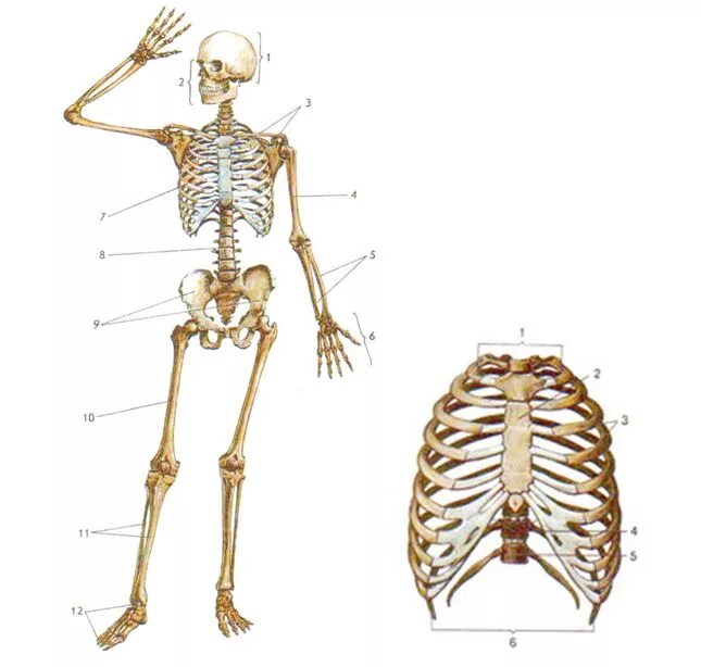 Строение скелета человека. Строение скелета человека анатомия. Анатомия костей туловища человека. Скелет кость строение.