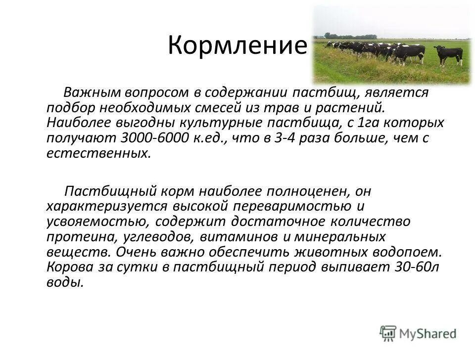 Способы содержания крс. Пастбищное содержание скота. способы содержания коров. скот на пастбище. пастбищное содержание коров.
