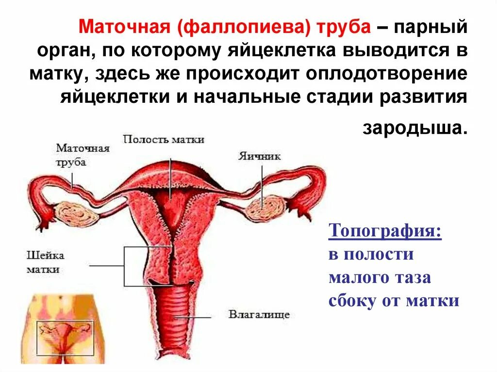 Фаллопиевы трубы это. Маточные трубы. маточные фаллопиевы трубы. матка и маточные трубы. строение маточной трубы.