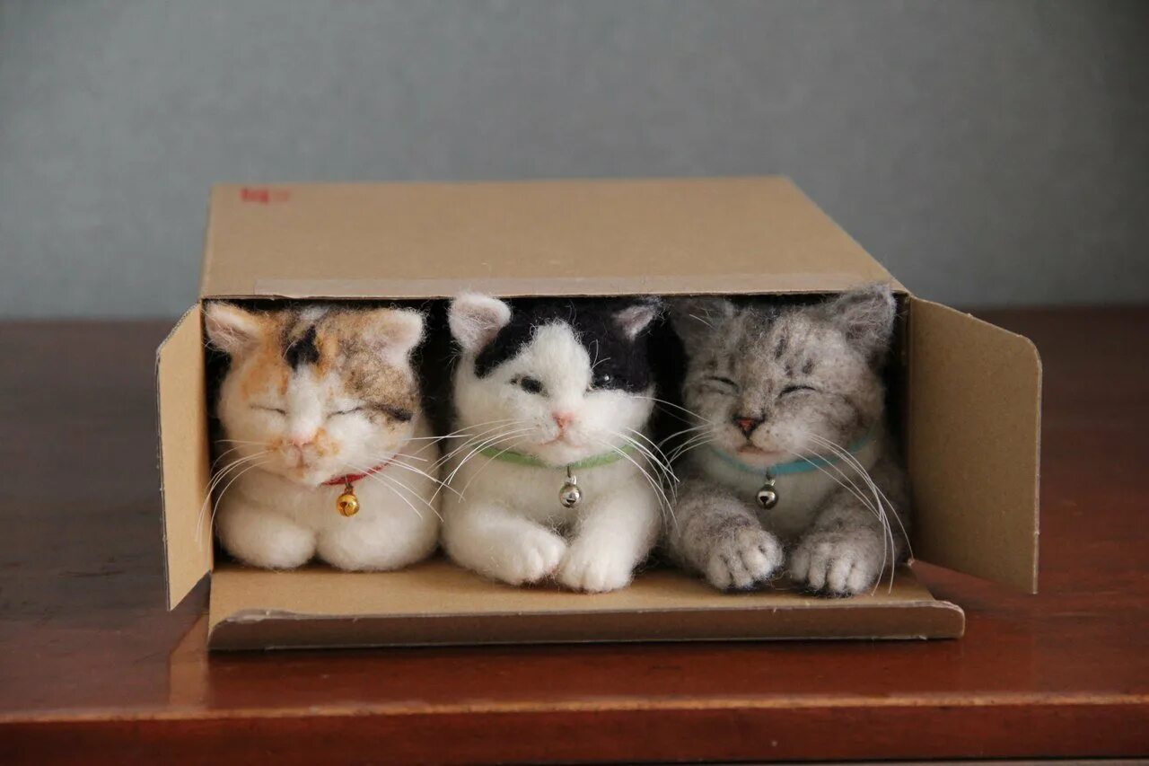 Кот тремот. Кот в коробке. Котята в коробке. Коробка с котятами. Кошка с котятами в коробке.