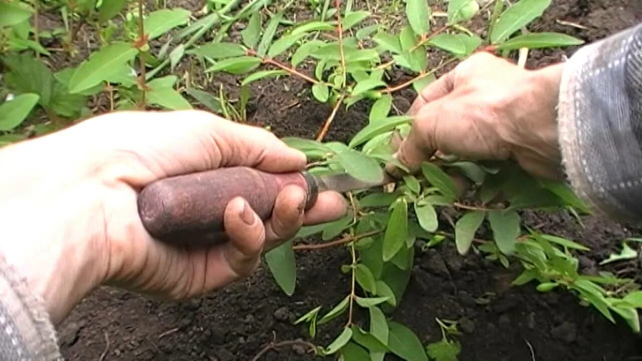 Черенки жимолости каприфоль. Жимолость каприфоль отводки. Черенковать жимолость. Черенкование жимолости каприфоль.