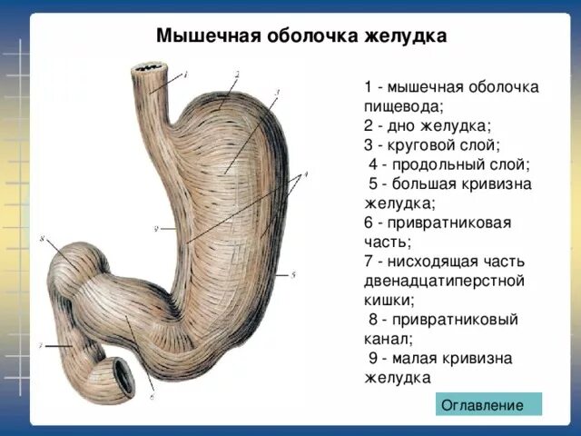 Функция оболочек желудка. Послойное строение желудка. Слои оболочки желудка анатомия. Слои внутренней оболочки желудка. Строение желудка оболочки.