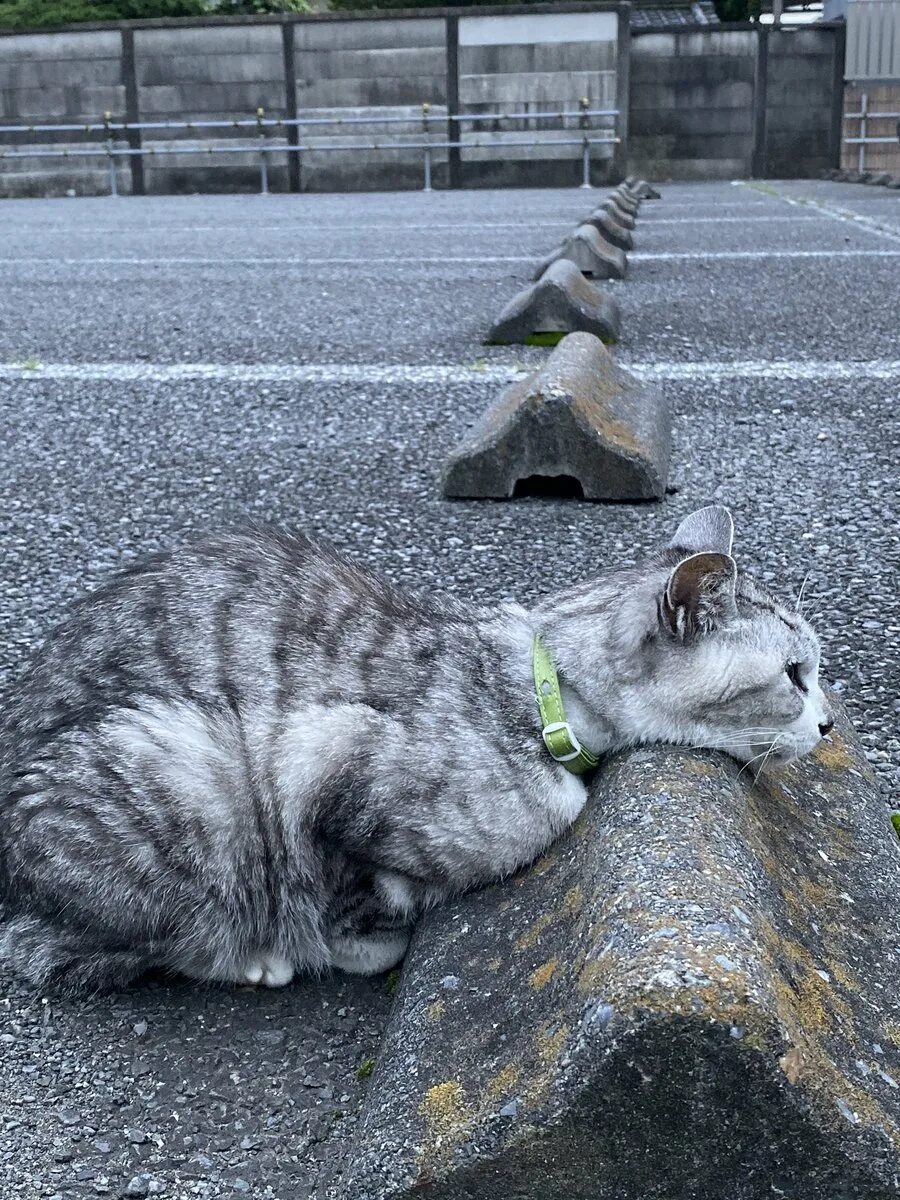 Кошку использовали