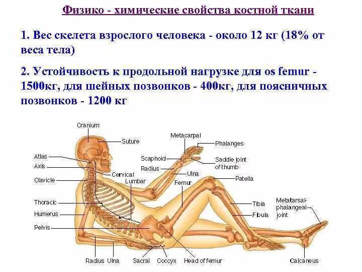 Общий вес костей человека. Скелет позвоночных состоит. Отделы осевого скелета позвоночных. Вес скелета взрослого.