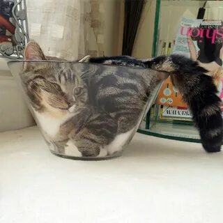 Жидкие кошки